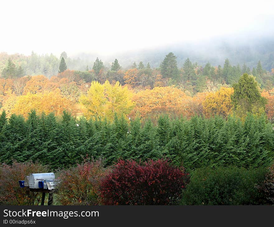 Rows of autumn colors in a rural Pacific Northwest Neighborhood.  U.S.A. Rows of autumn colors in a rural Pacific Northwest Neighborhood.  U.S.A.