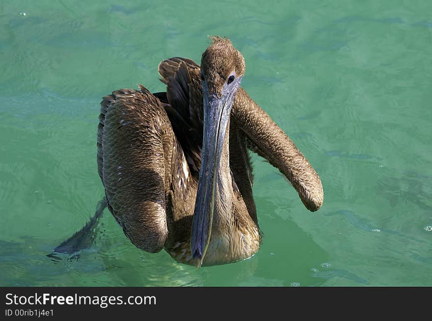 Pelican in water