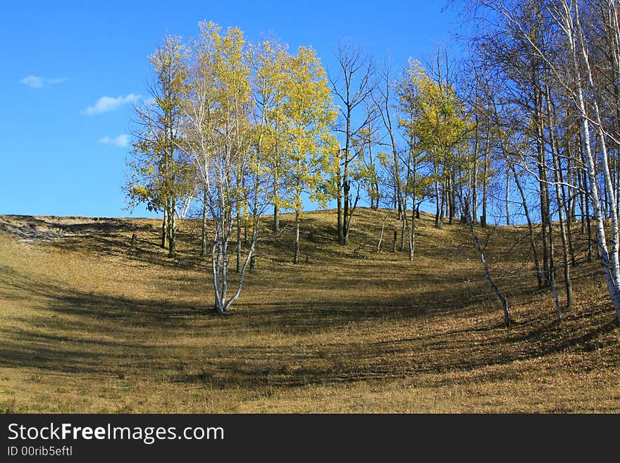 Green trees