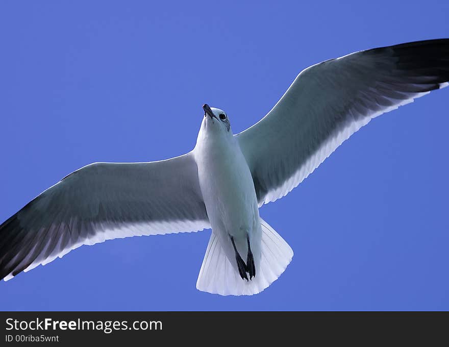 A seagull in the blue sky