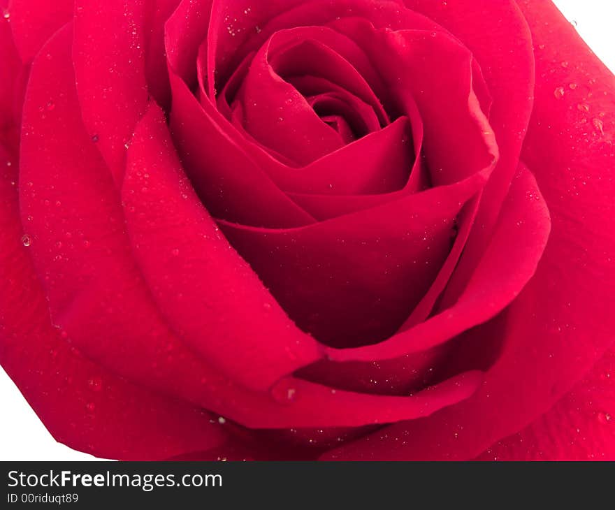 Beauty red rose on white. Isolated