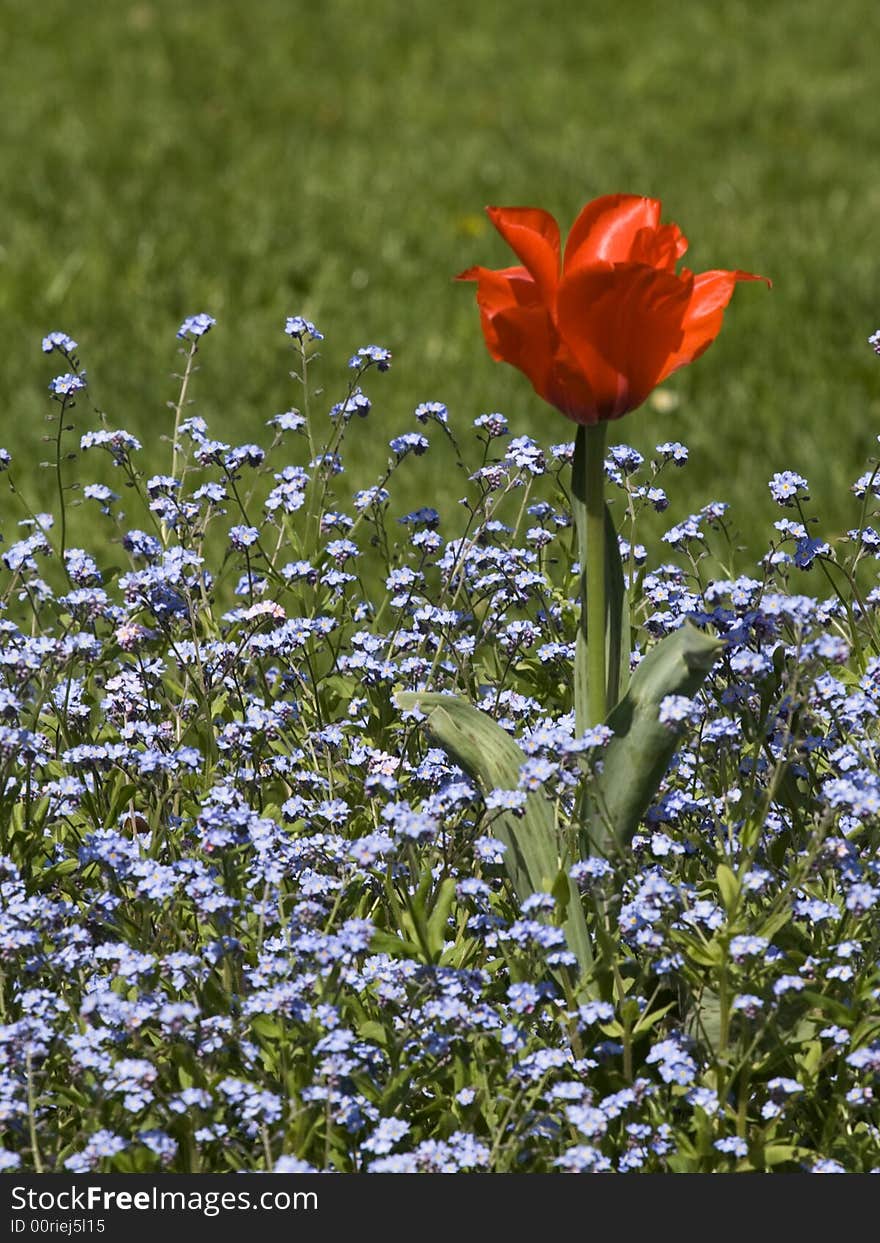 Red tulip on a blue flowers background