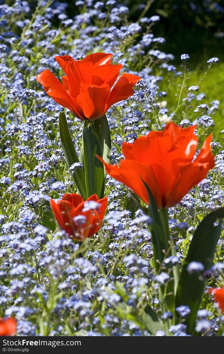 Red tulips on a blue flowers background