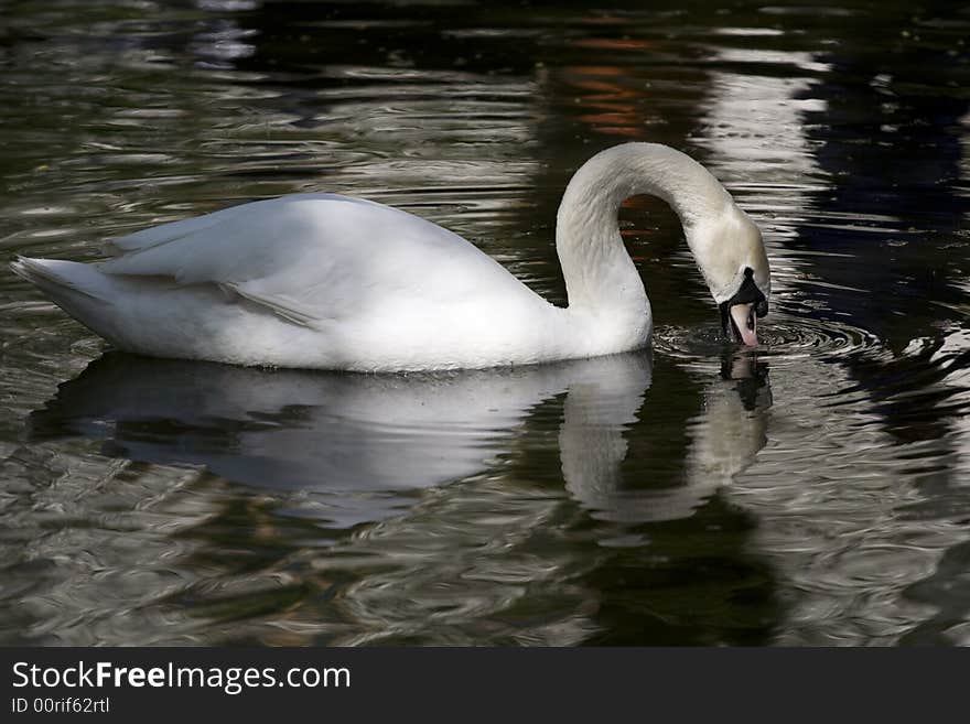 White swan close-up on a lake in one of the city parks. White swan close-up on a lake in one of the city parks