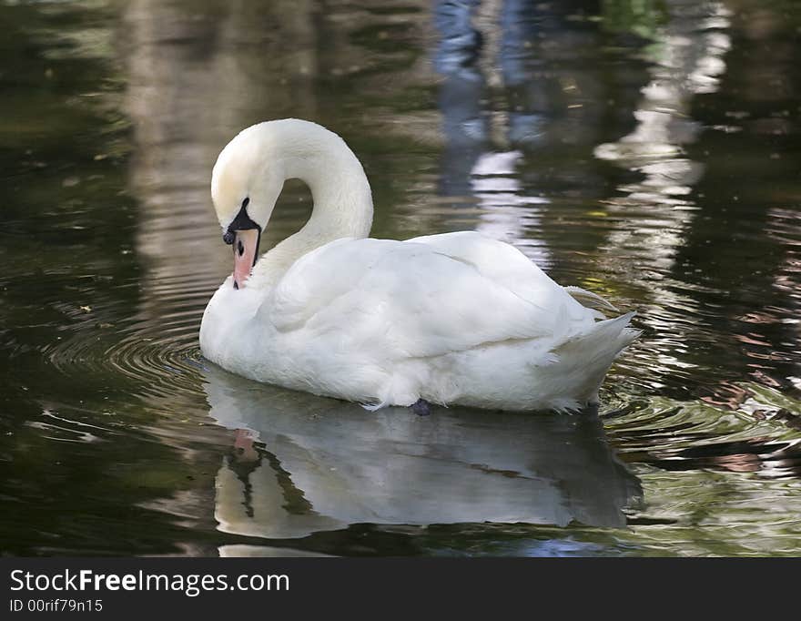 White swan