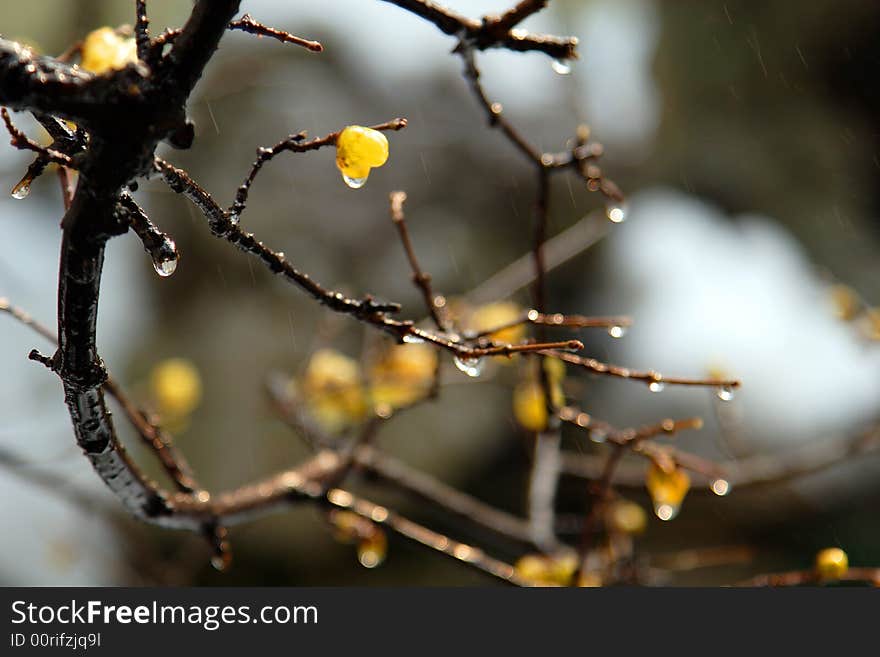 Plum blossom