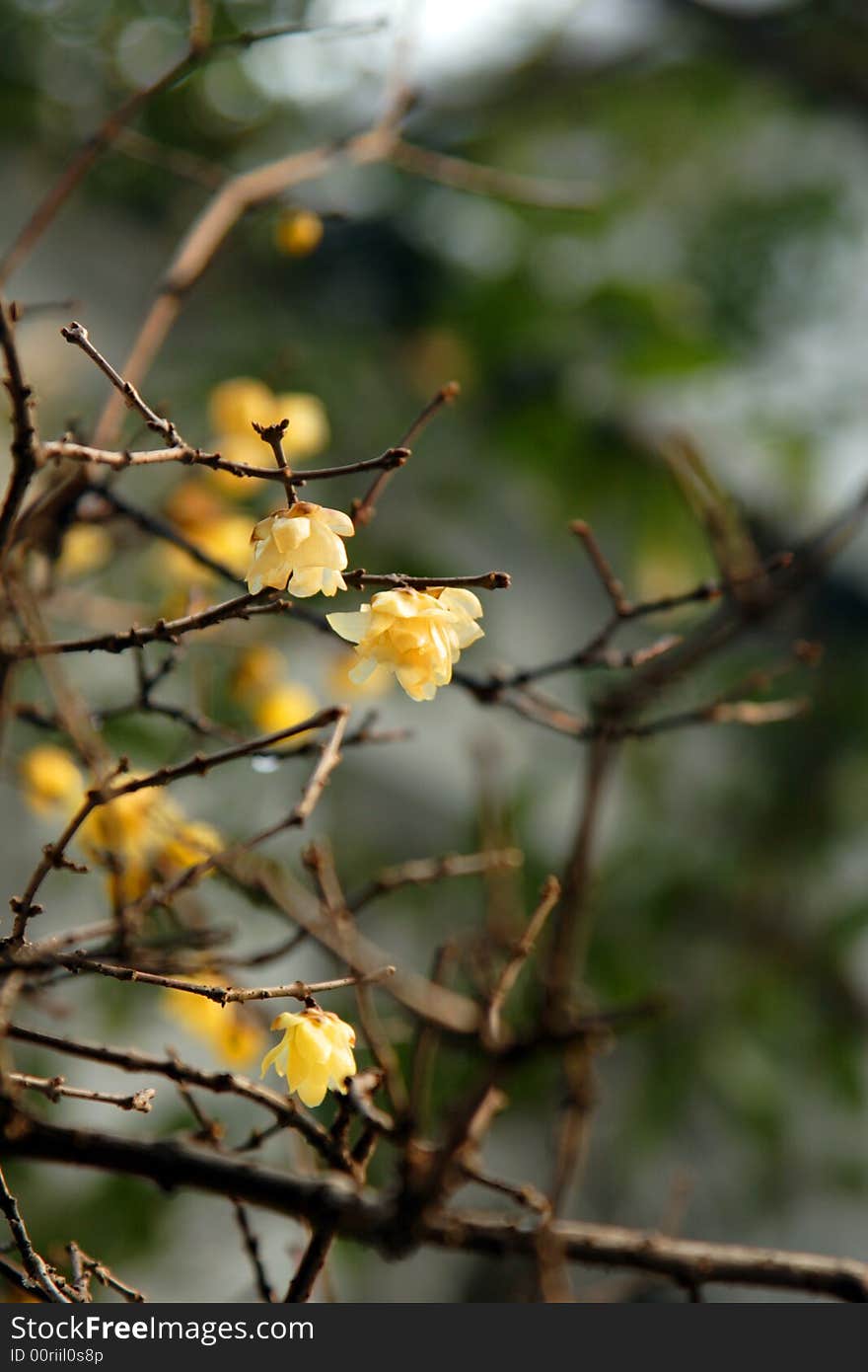 Garden in Suzhou, China in a King - the plum blossom. Winter rain in the dissemination of the Lamei flower fragrance.Winter blossoms too beautiful.