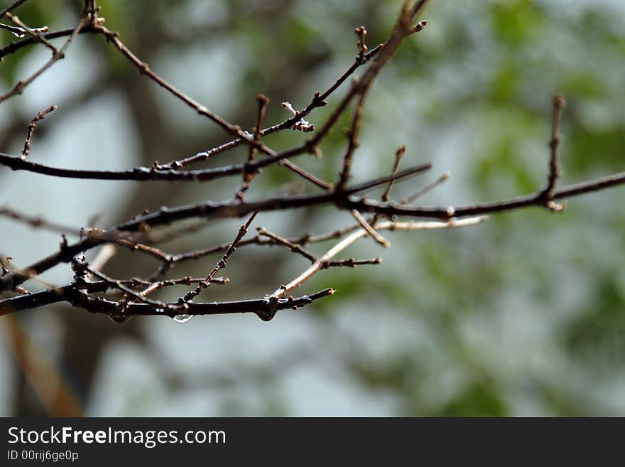 Plum blossom