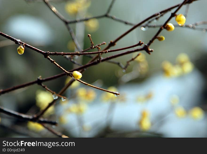 Garden in Suzhou, China in a King - the plum blossom. Winter rain in the dissemination of the Lamei flower fragrance.Winter blossoms too beautiful.