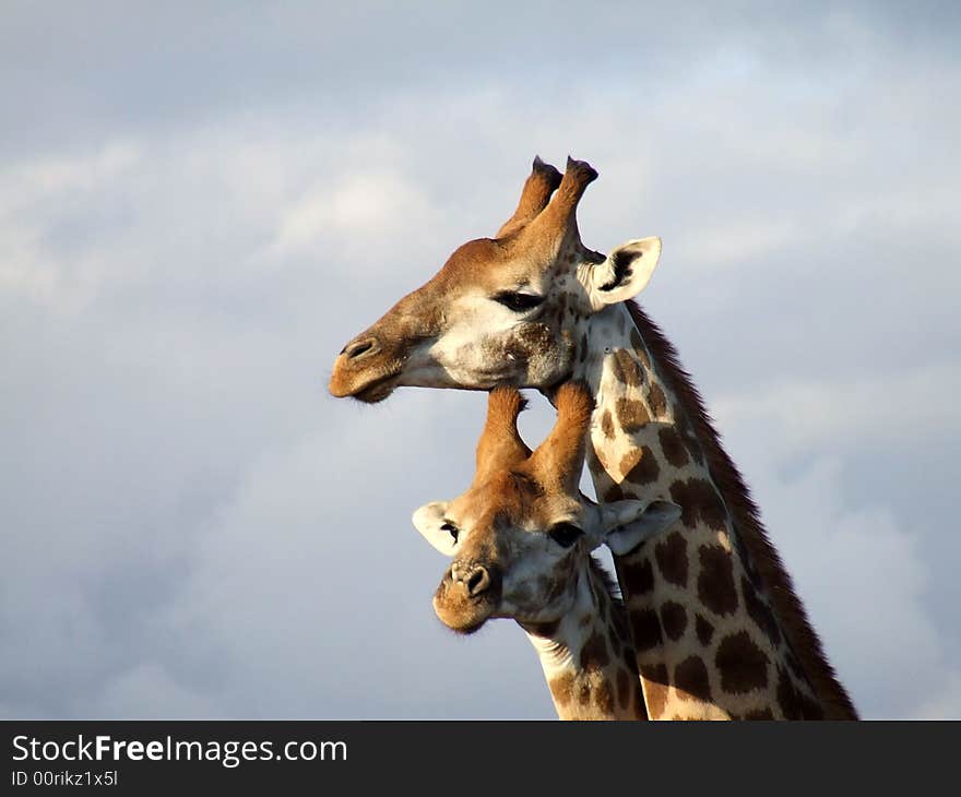 Giraffes together