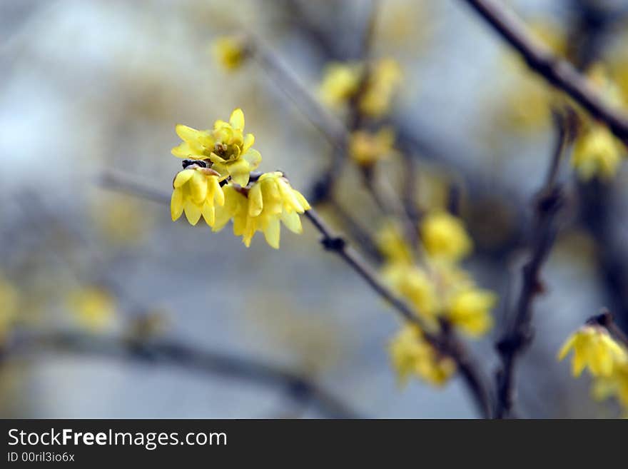 Garden in Suzhou, China in a King - the plum blossom. Winter rain in the dissemination of the Lamei flower fragrance.Winter blossoms too beautiful.