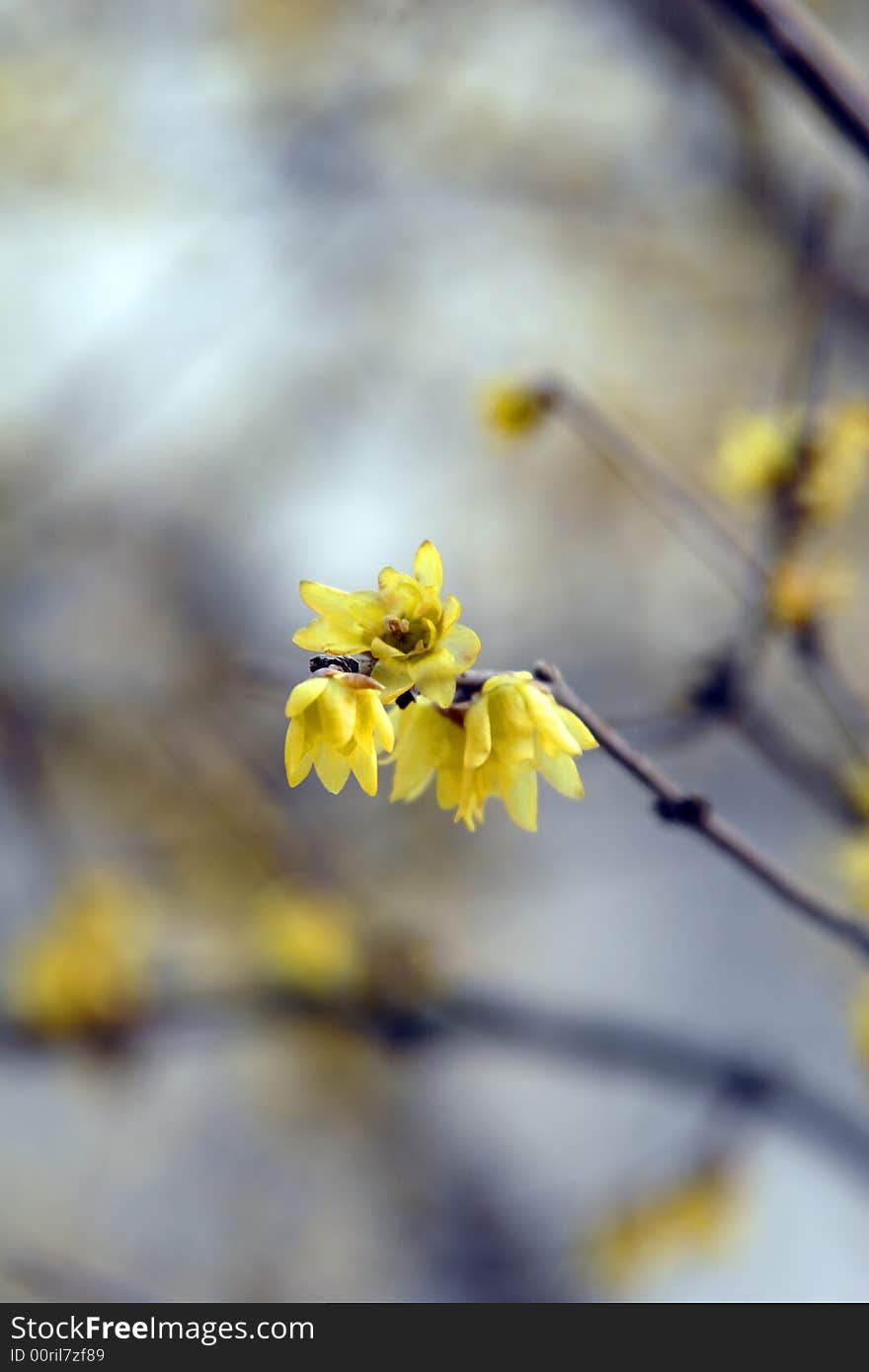 Garden in Suzhou, China in a King - the plum blossom. Winter rain in the dissemination of the Lamei flower fragrance.Winter blossoms too beautiful.