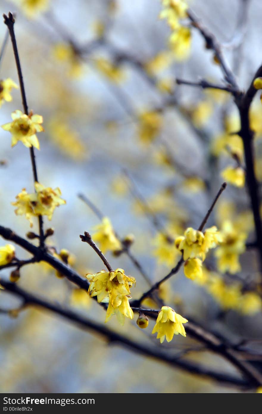 Garden in Suzhou, China in a King - the plum blossom. Winter rain in the dissemination of the Lamei flower fragrance.Winter blossoms too beautiful.