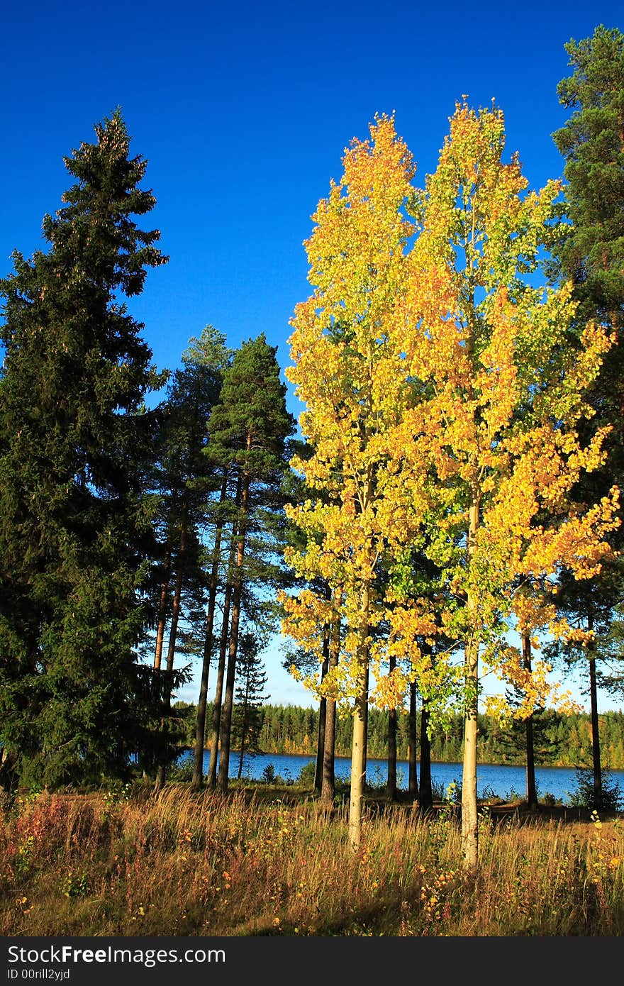 Bright yellow birches in Finland in autumn