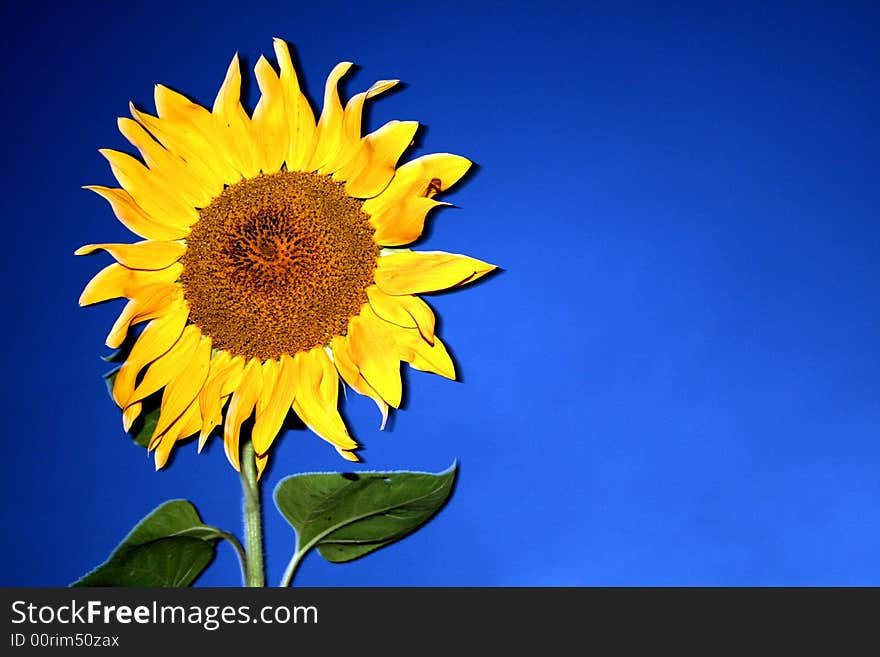 Sunflower In The Night