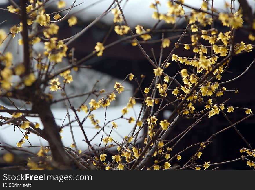 Garden in Suzhou, China in a King - the plum blossom. Winter rain in the dissemination of the Lamei flower fragrance.Winter blossoms too beautiful.