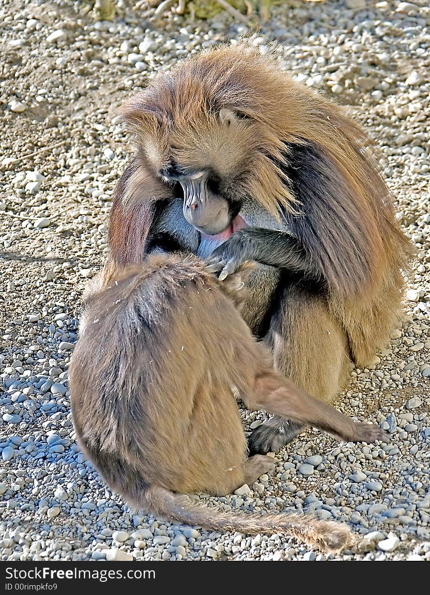 Couple of baboons looking for fleas. Couple of baboons looking for fleas