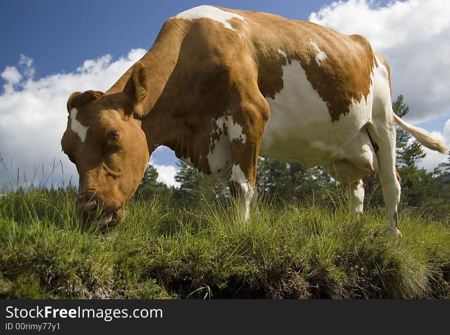 Cow eats grass in Norway