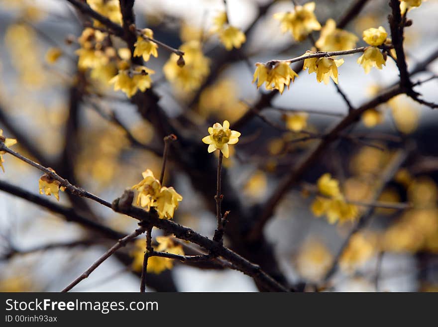 Garden in Suzhou, China in a King - the plum blossom. Winter rain in the dissemination of the Lamei flower fragrance.Winter blossoms too beautiful.