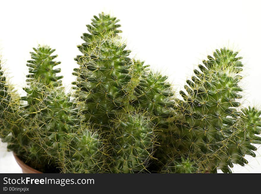 Bush of cactus by closeup against the white background