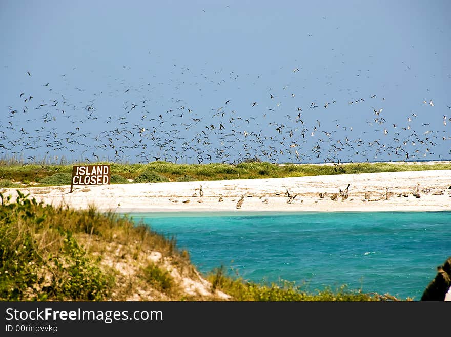 Bush Key Bird Migration