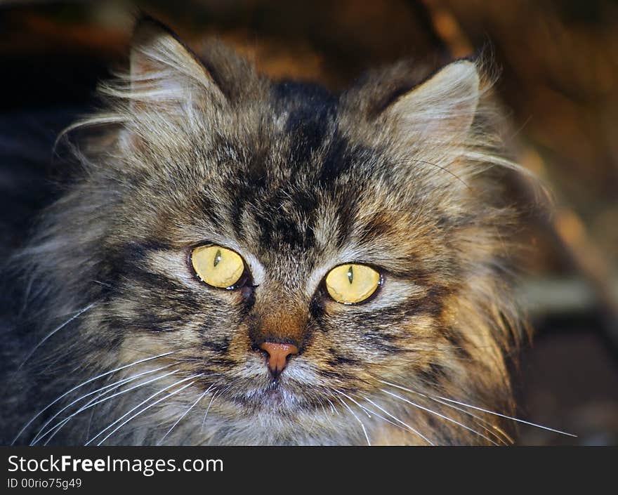 Close up of a cute cat.