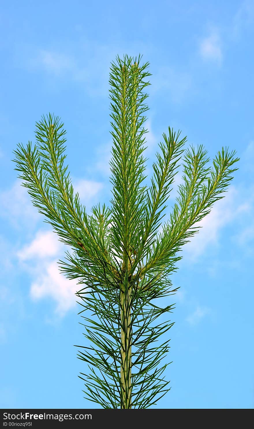 A top of a young evergreen pine, on a background of the bright dark blue sky. A top of a young evergreen pine, on a background of the bright dark blue sky.