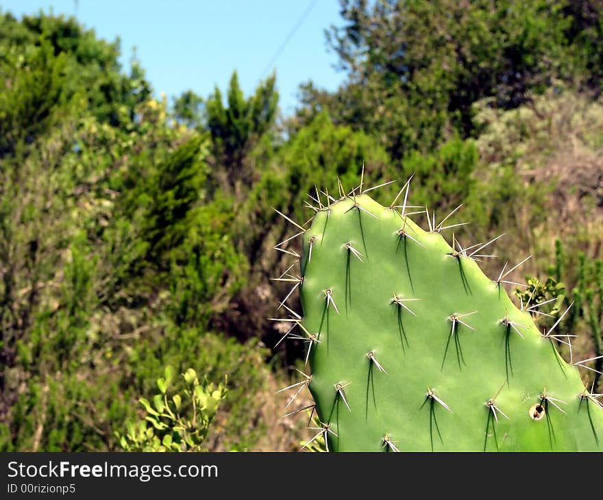 Sharp thorns on a green cactus plant