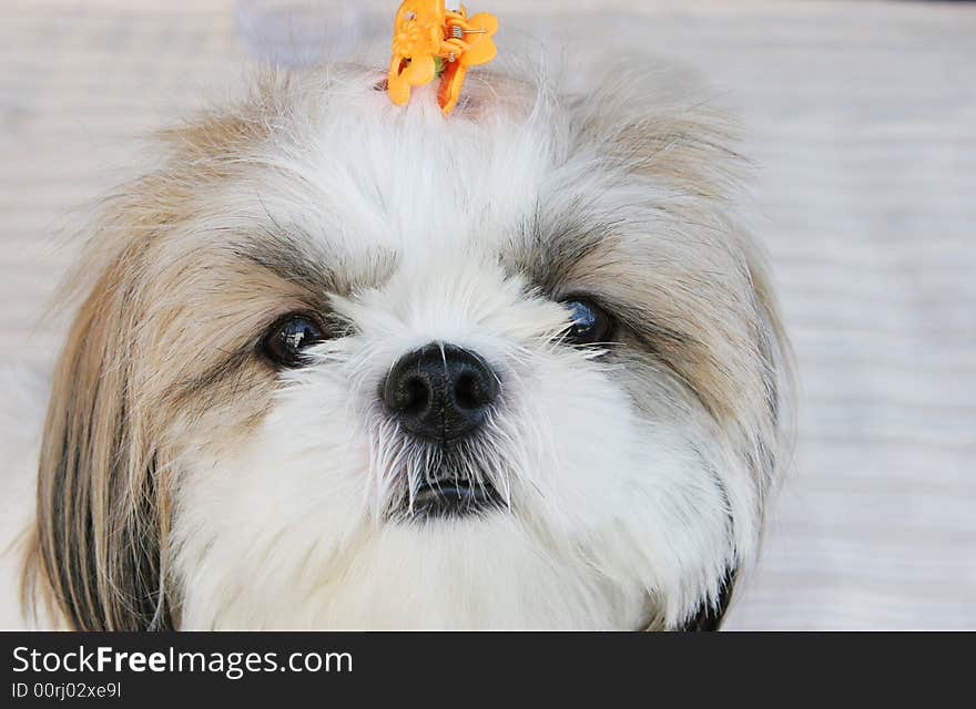 Cute white puppy with clips in its fur. Cute white puppy with clips in its fur.