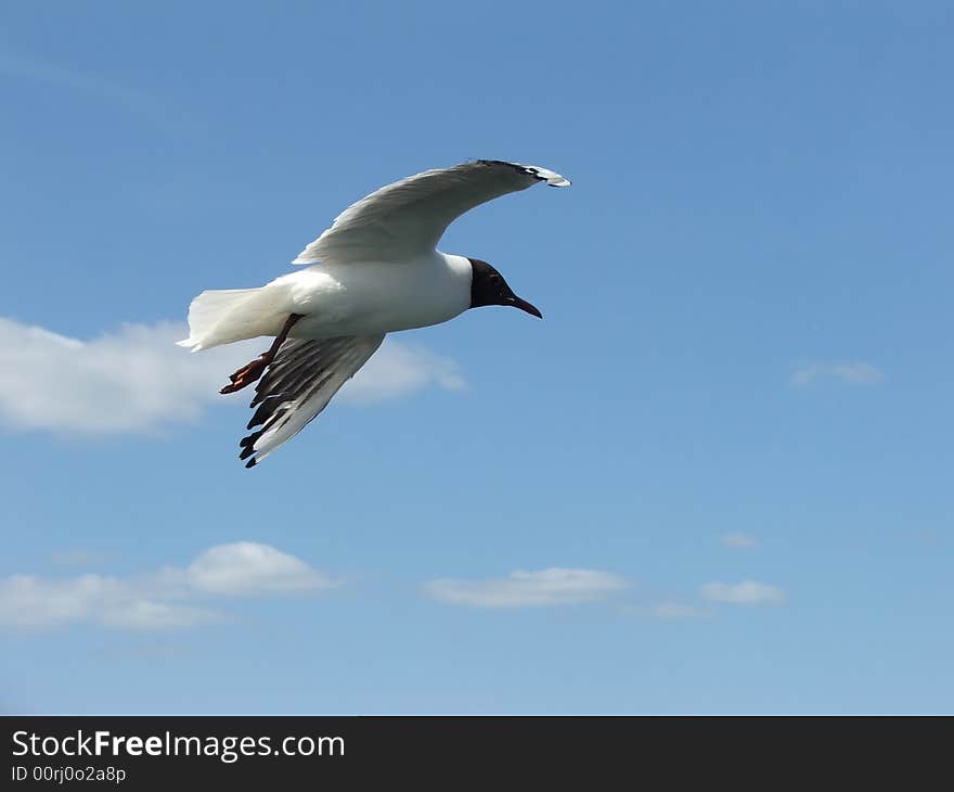 Seagull