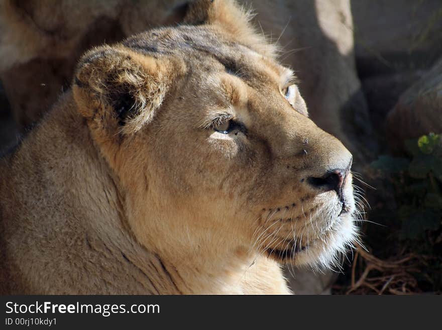 Head of a lioness looking at something on the right.