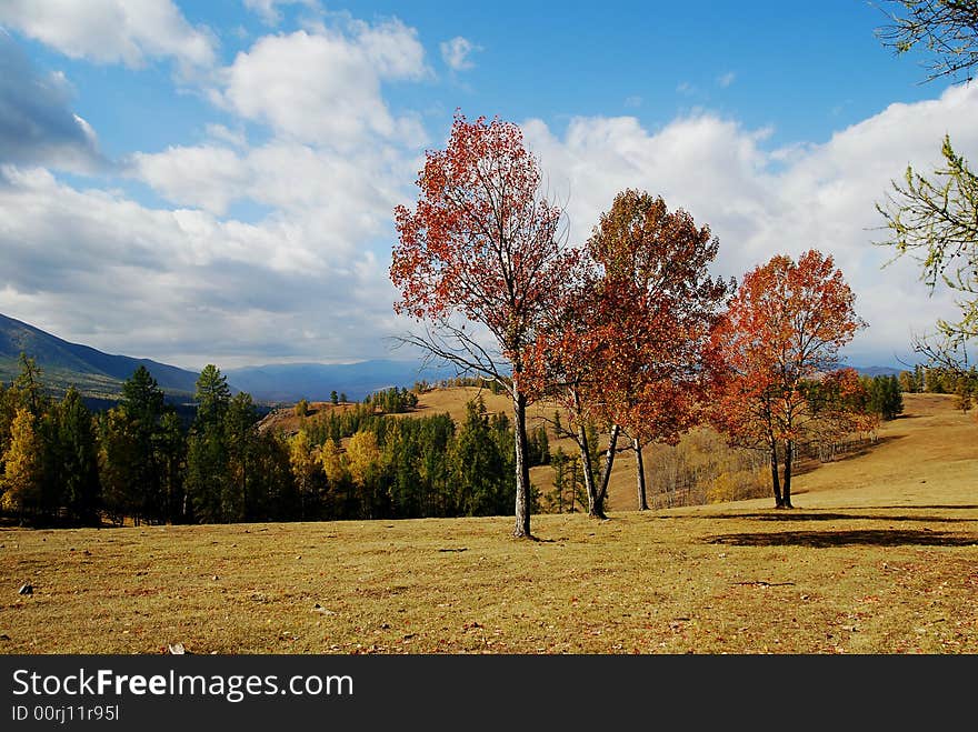 Red trees under blue sky with yellow land