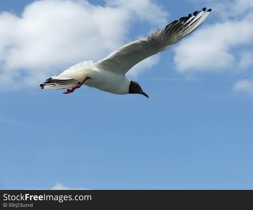 Seagull