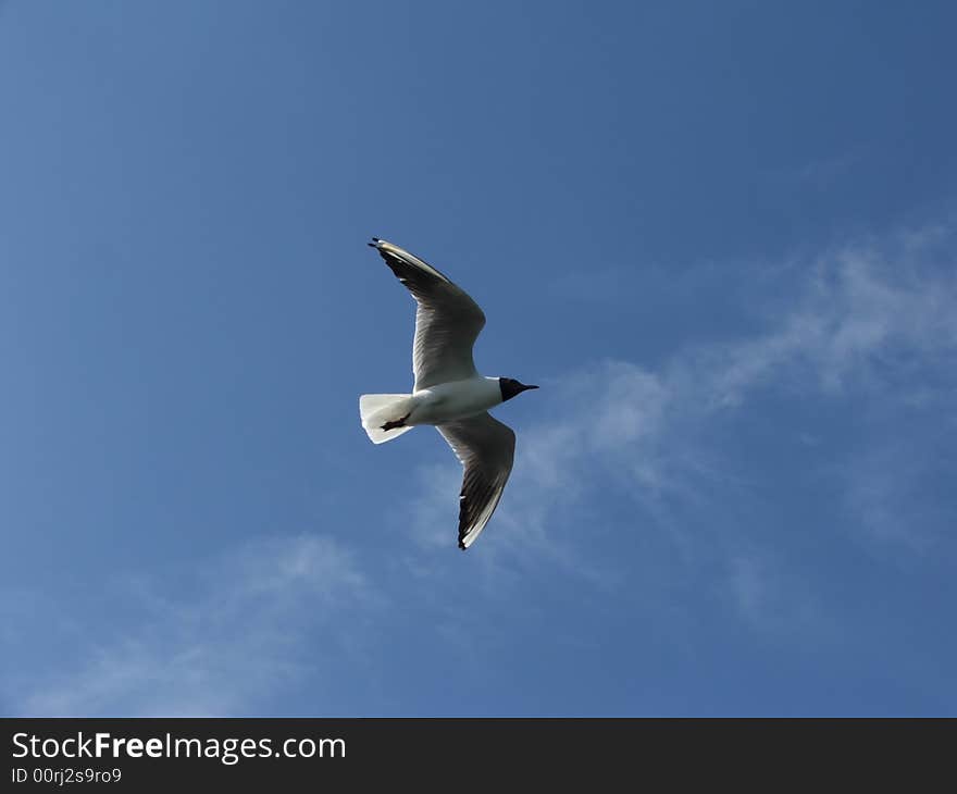 Seagull