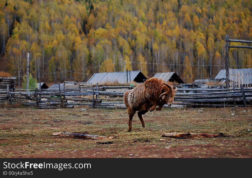 Buck on jump with brown coat in a most beatiful village in China, Hemu