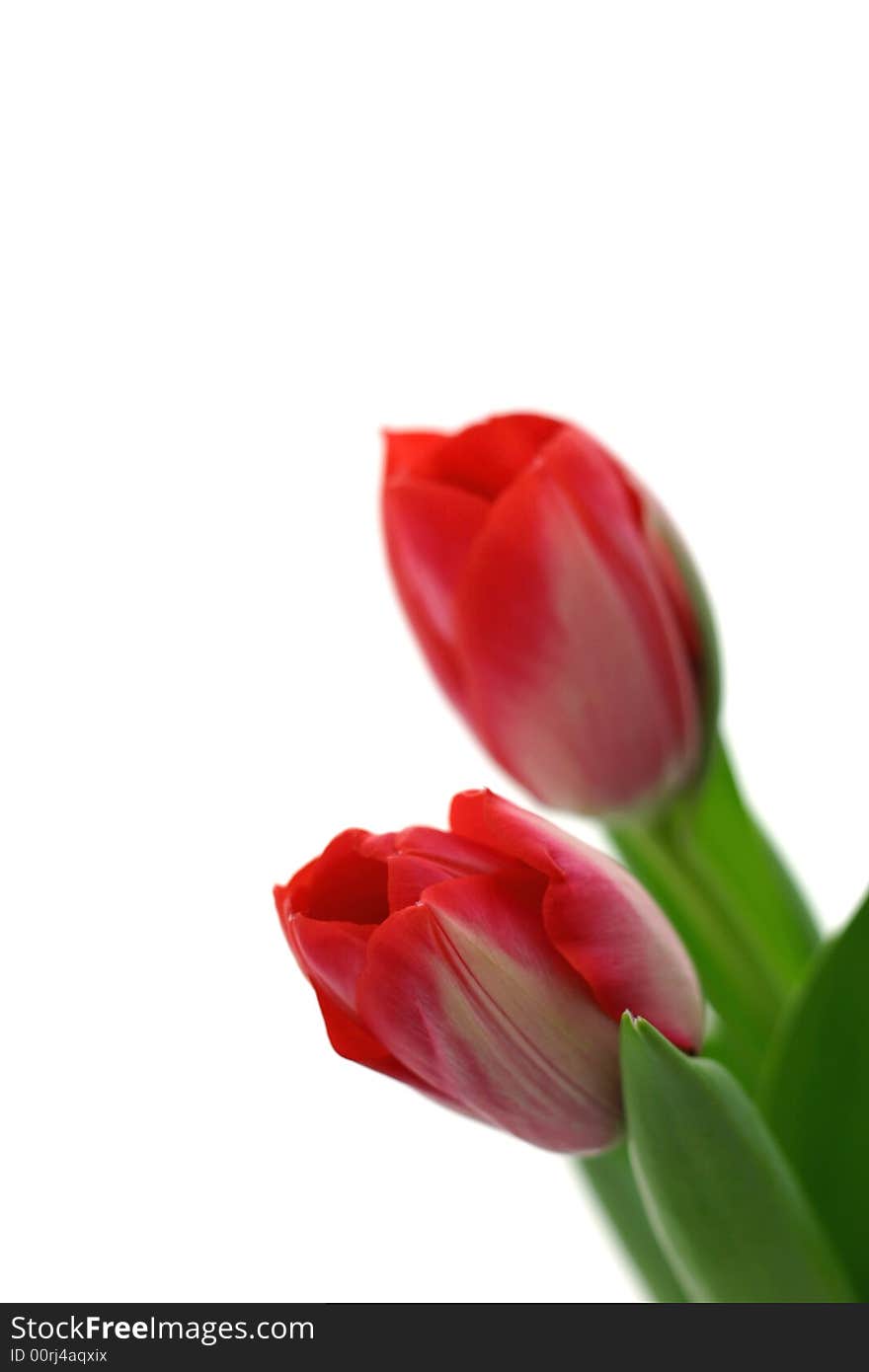 Beautiful delicate tulips on white