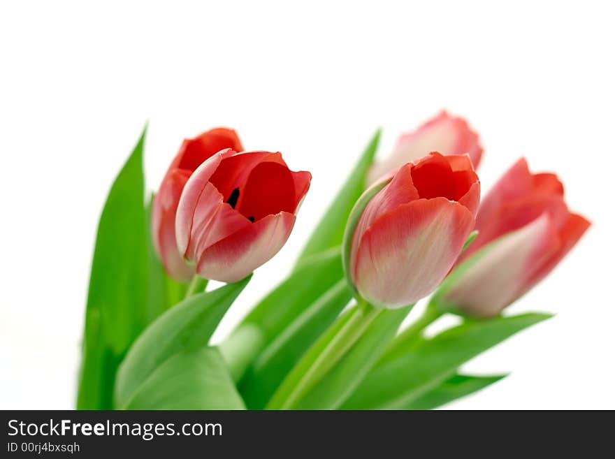 Beautiful delicate tulips on white