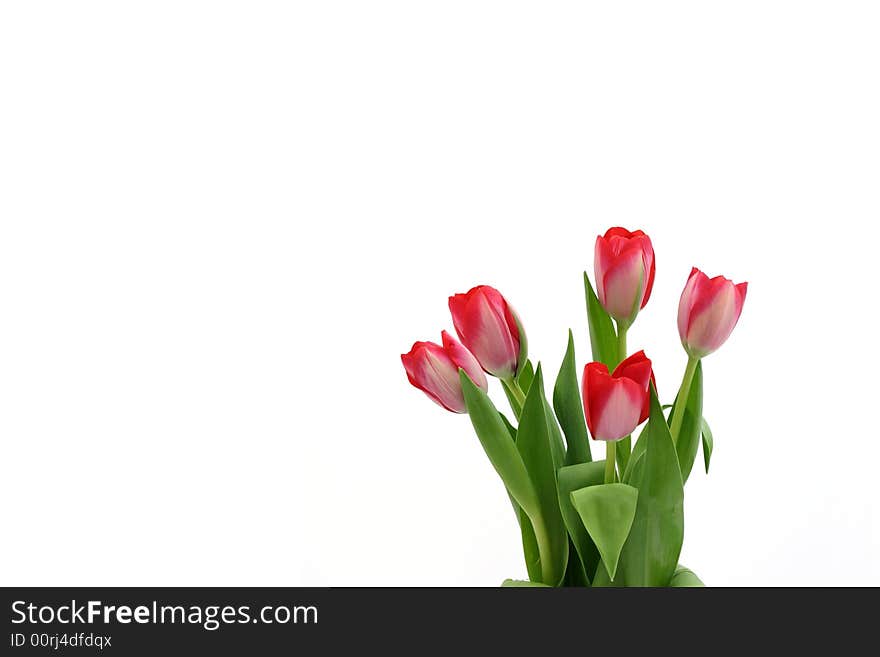 Beautiful delicate tulips on white