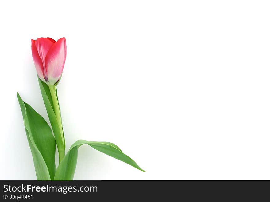 Beautiful delicate tulip on white