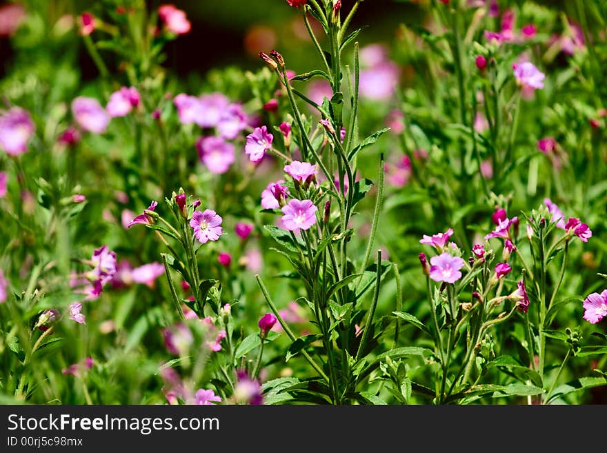 Red flowers on a sunny field.