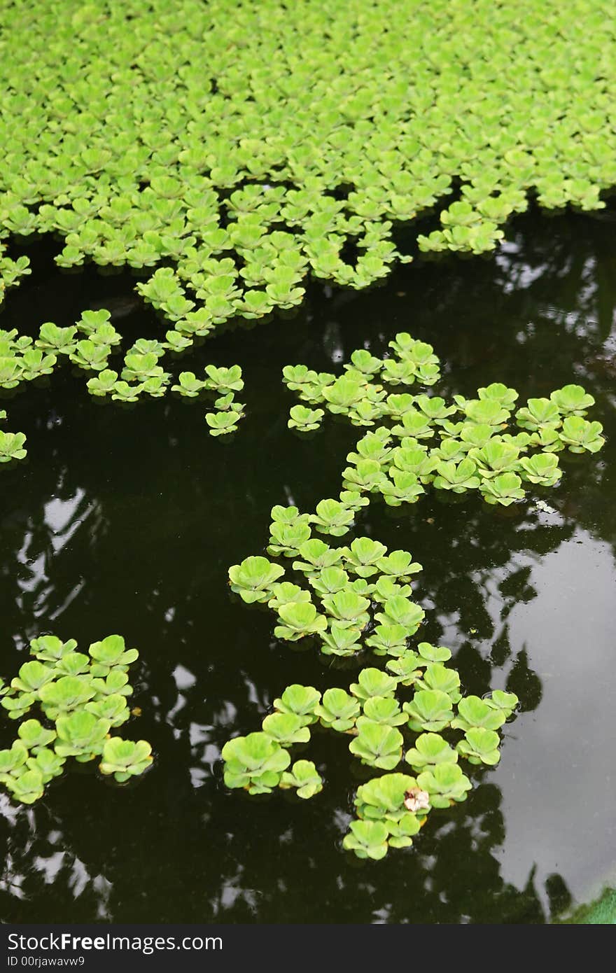 Green plants growing in a water garden - copy space.