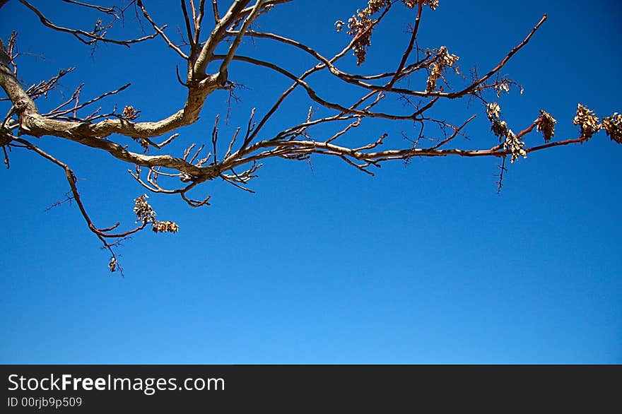 Winter Branch