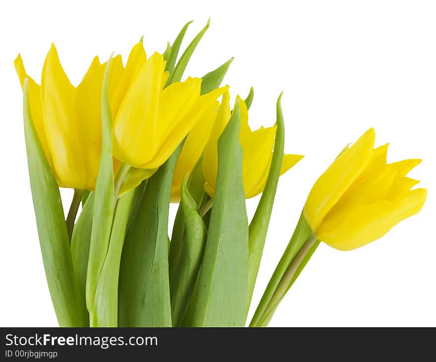 Yellow tulips isolated on a white background