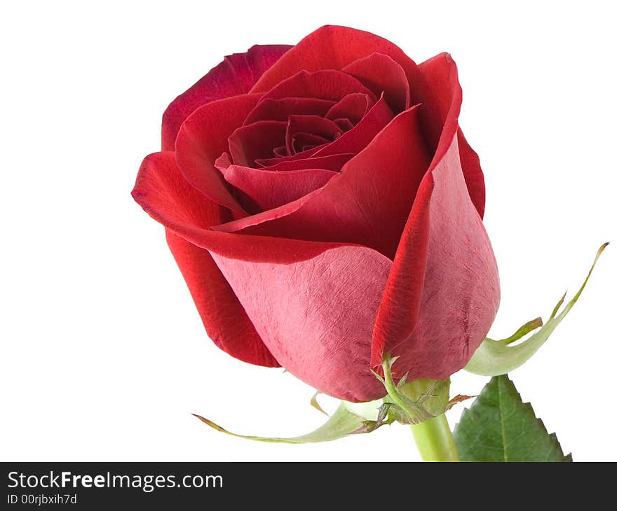 Red rose isolated on a white background