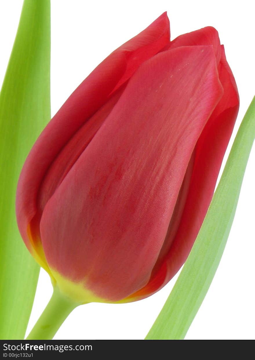 Red tulip macro isolated on a white background