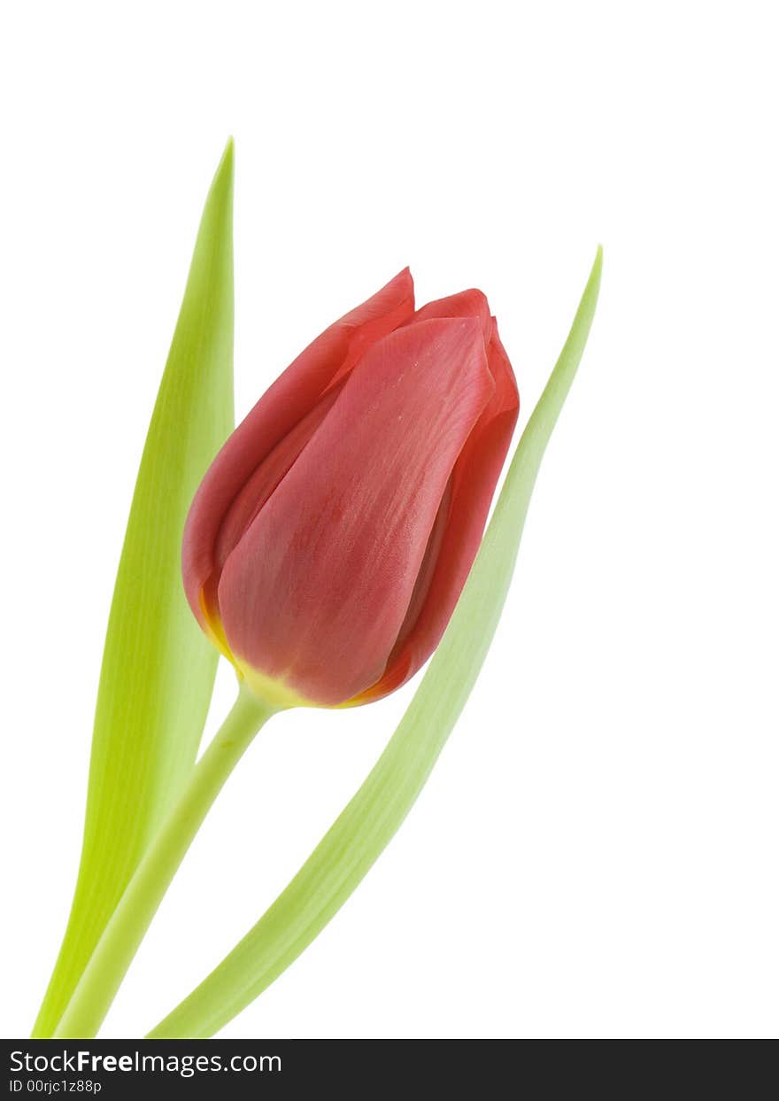 Red tulip isolated on a white background