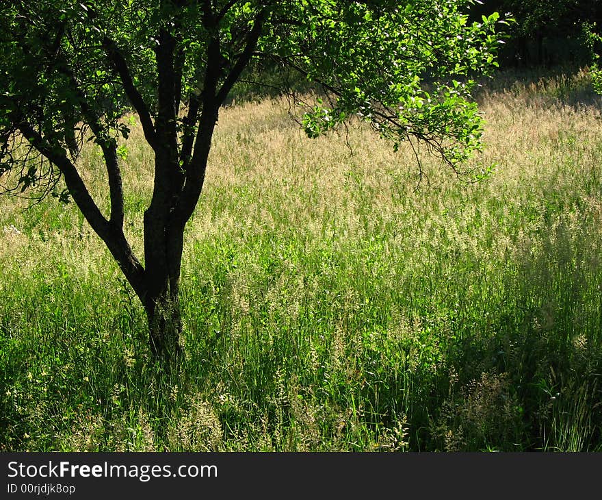 Single orchard tree in the meadow under sunlight in summer