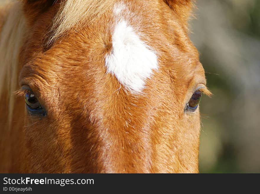 Eye to eye with a brown horse