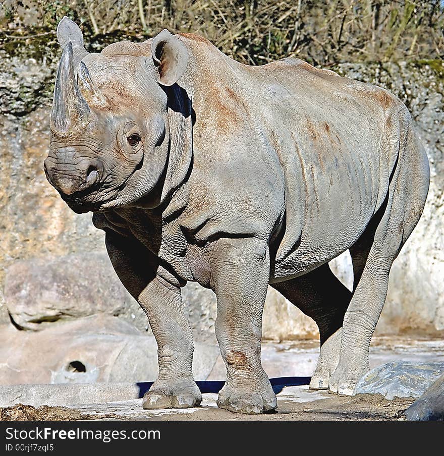 Profile portrait of african rhinoceros. Profile portrait of african rhinoceros