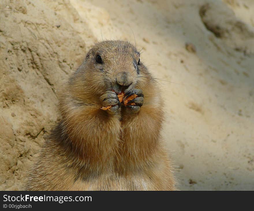 Prairiedog eating